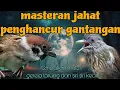 Masteran jahat penghancur gantangan gereja tarung dan siri siri kecil