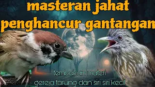 masteran jahat penghancur gantangan gereja tarung dan siri siri kecil