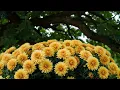 Download Lagu 🌸 Целительные мелодии для сердца 🎶 | Сергей Грищук – Нежная и умиротворяющая музыка