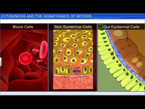 Download MP3 CBSE Class 11 Biology || Cell Cycle and Cell Division || Full Chapter || By Shiksha House