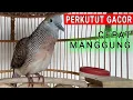 Lagu PERKUTUT BANGKOK MANGGUNG GACOR - Suara lelah turtledove