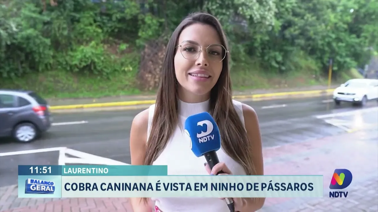 Cobra caninana é vista em ninho de pássaros no Alto Vale