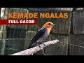 Lagu Suara Cit Keres GACOR NGALAS Full Tembakan PEDAS ‼️ MP3 MASTERAN \u0026 PIKAT Burung KEMADE Bahan Liaran