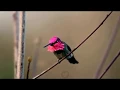 Download Lagu Burung Kolibri | Hummingbird Singing