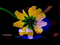 Download Lagu Todi jagha dada Muja Tara pas || what the status