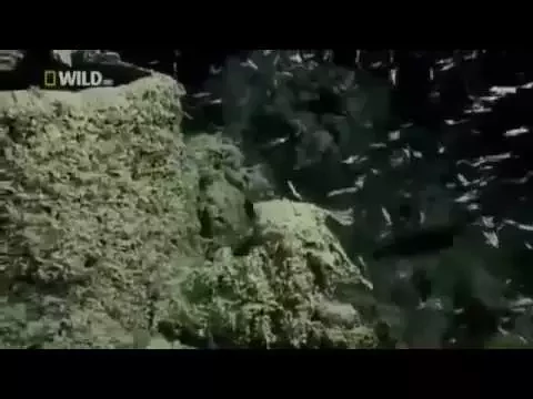 Video Play