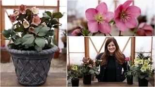 Download Hellebore Care Guide // Garden Answer MP3