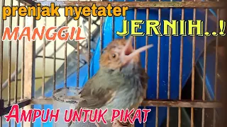 Download Suara pikat prenjak tamu kepala merah_Suara prenjak nyetater untuk pikat segala jenis prenjak tamu MP3