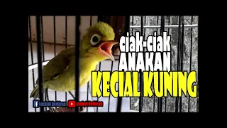 ciak anakan kecial kuning pancingan masteran kecial kuning