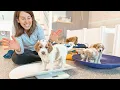 The Biggest Goldendoodle Puppies We ve Ever Had