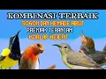 Download Lagu Suara Pikat Sogon Dan Burcil