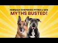 German Shepherd Pitbull Mix Shepherd Pitt Truth Revealed