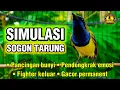 Lagu SIMULASI SOGON TARUNG UNTUK PANCINGAN BUNYI PALING AMPUH DAN PALING EFEKTIF #sogon #sogongacor 