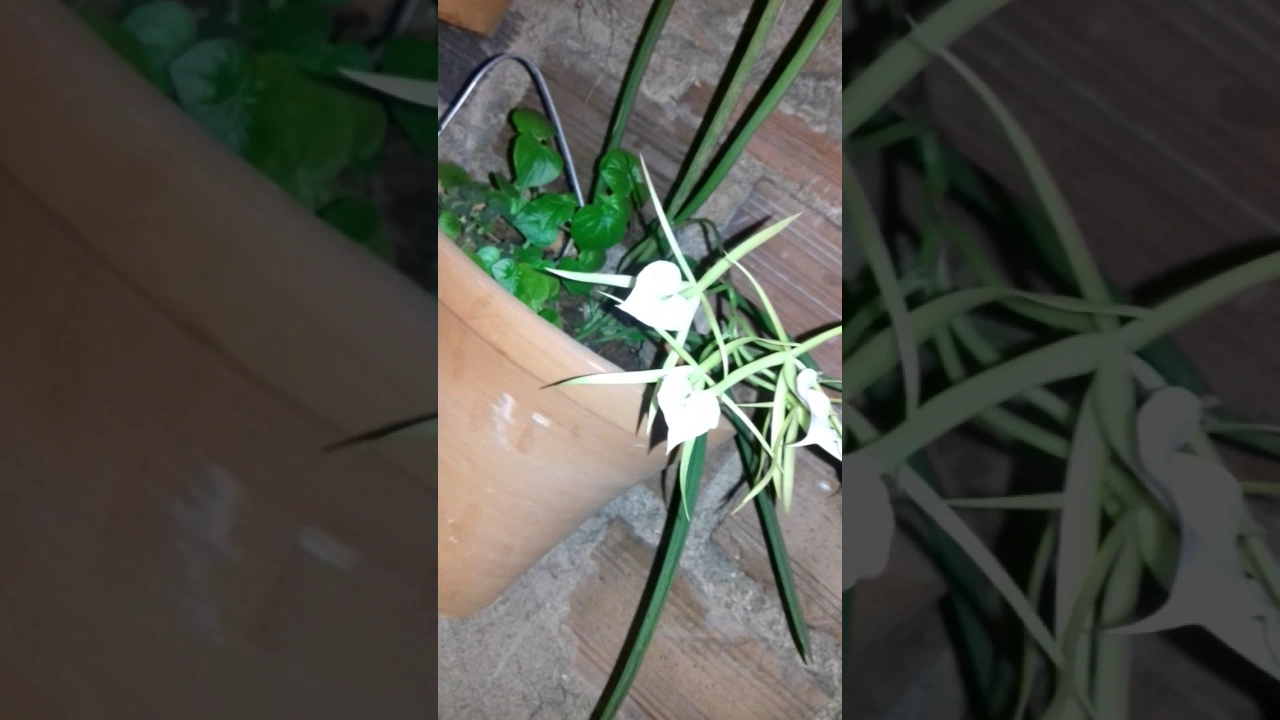 COMO CUIDAR E CULTIVAR A ORQUIDEA BRASSAVOLA