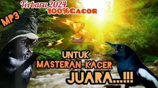 Download Terbaru 2024 Masteran KACER 💯% GACOR Untuk KACER Juara//Siap\ MP3