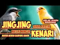 Lagu MANCUR KRISTAL!!! MASTERAN KENARI VS PETULAK JINGJING || JINGJING PETULAK GACOR || KENARI GACOR