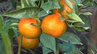 Download How to Grow Dancy Mandarin Tangerines MP3