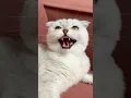 Download Lagu Sonya 🙀 #cat #cats