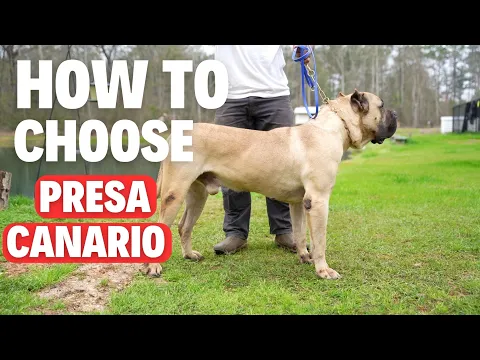Download MP3 How to CHOOSE a PRESA CANARIO (What to Look for)