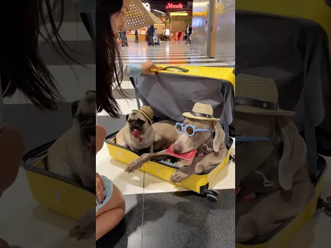 СОБАКИ ЛЕТЯТ В ОТПУСК ✈️