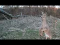 Deer walking on 2 legs