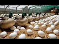 Download Lagu Free Range Duck Farming - How to Raise Free Range Ducks for Eggs and Meat.