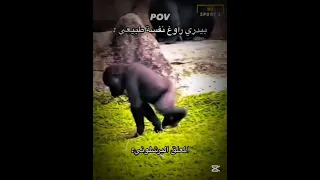 انضرو الى بيدي فولو اكسبلور اكسبلور ماهر المعيقلي دويتو اهميه Funny النظافه Smartphone 