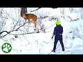 Lagu Deer Thanks Hero After Brave Rescue