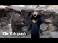 Bear claimed to be human in disguise waves at zoo-goers
