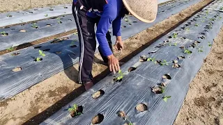 BRILLIANT MIXING TECHNIQUE! PERFECT LIQUID FERTILIZER FOR MAXIMUM RESULTS! - Agricultural Farming
