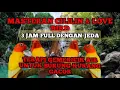 Download Lagu TERAPI \u0026 MASTERAN CILILIN \u0026 LOVE BIRD DURASI 3 JAM DENGAN GEMERICIK AIR
