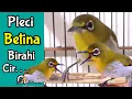 Download Lagu Begini Call Burung Pleci Betina Birahi Memanggil Jantan Merangsang Buxtoni Gacor (7/3/21)