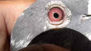          دندنها