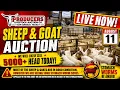 Producers Livestock Auction Company 5 000 Sheep Goat Sale 26