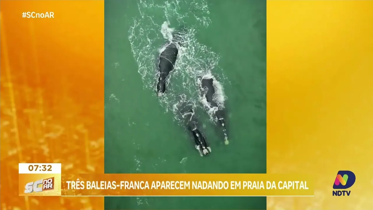Três baleias-francas aparecem nadando em praia da capital
