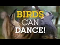 Lagu BIRDS can DANCE!