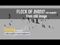 Animating Flock of Birds from still image