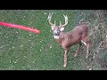 Download Lagu 11 Shots in 11 Minutes! 2021 Bowhunting Shot Compilation Pt. 1