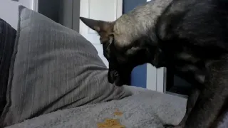 Ava nicks my doritos