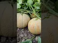 Melon #melon