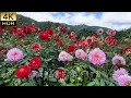 Download Lagu 【4K HDR Dahlia】 Mt Ryokami Dahlia Garden 2024.A tranquil Utopia sheltered by majestic mountains.