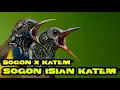 Download Lagu SOGON x KAPTEM – Combo Masteran Langka Burung Lomba! #sogonjuara #sogonbahan #kapastembak #sogon