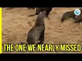 Download Lagu Trusting Instinct Saved This Seal - How Many Are We Missing?