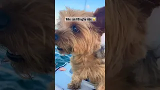 On our #sailboat is not allowed word DINGHY! someone is obsessed with dinghy ride #boatdog #shorts