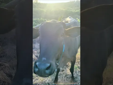 Sapi Hitam Cantik Sedang Merumput
