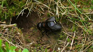 cricket sound nature for sleeping suara jangkrik 