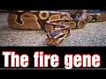 Ball python Fire gene