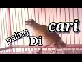 Download Lagu jongkangan cokelat gacor,ngerol paling di cari