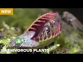 Download True Facts : Carnivorous Plants mp4 3gp mp3 videos - waplic