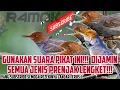 Download Lagu Suara Pikat Prenjak Kepala Merah, Solusi Burung yang susah turun!!!